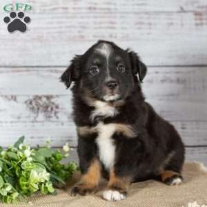 Twila, Miniature Australian Shepherd Puppy